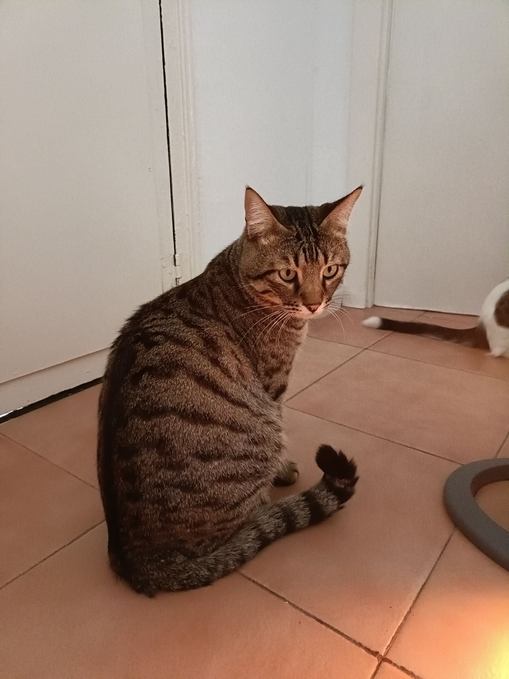 Foto de Felix