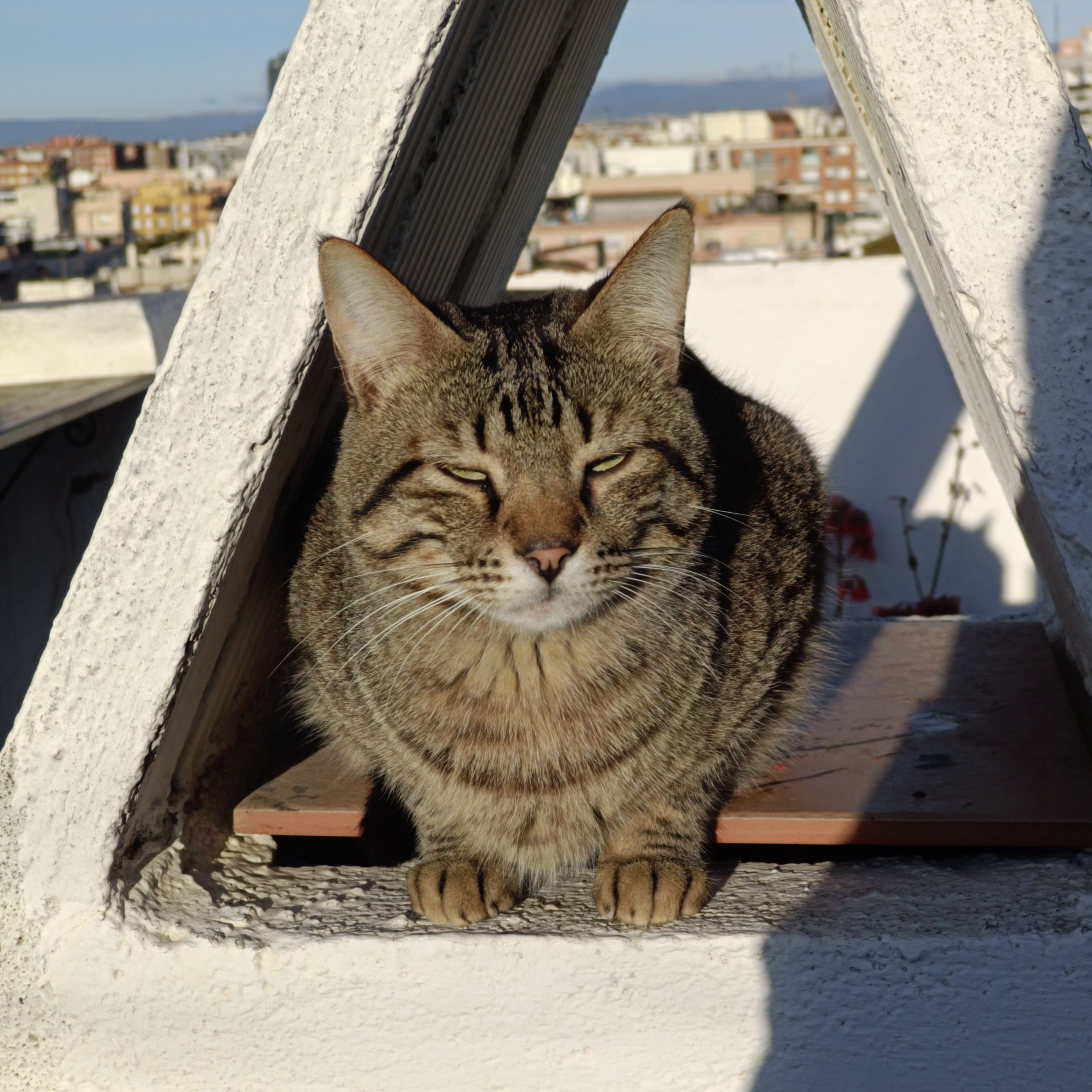 Foto de Felix