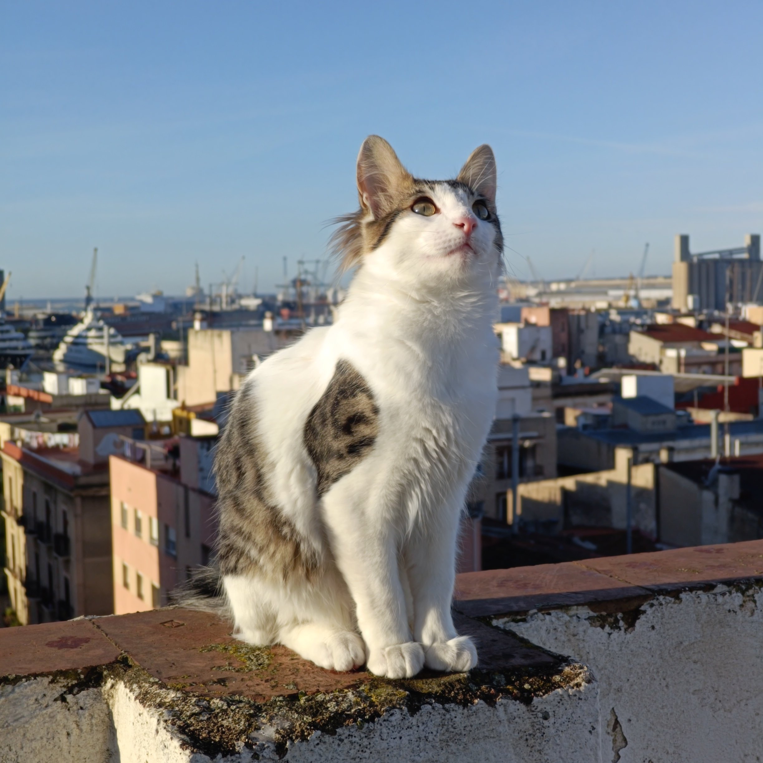 Foto de Kito